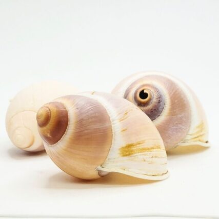 Conchas De Escargot, Caracol Francês